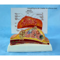 Desk Type Model Breast Anatomical Model / Pathological